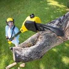 Professional Tree Removal and Landscaping Services in West End, NY